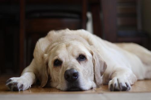 Nutrire un vecchio cane