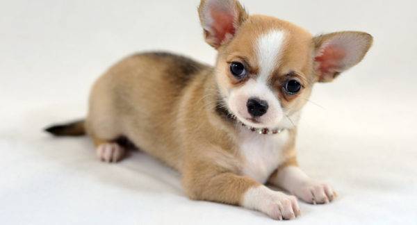Chihuahua