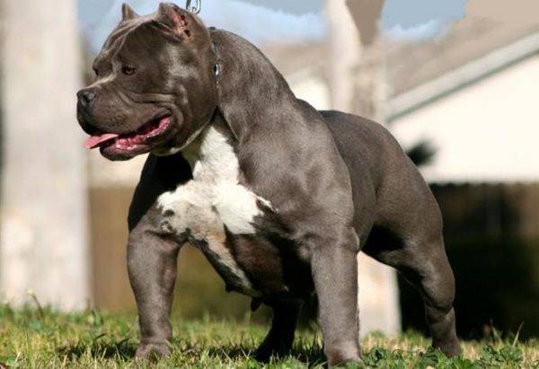 American Pit Bull Terrier