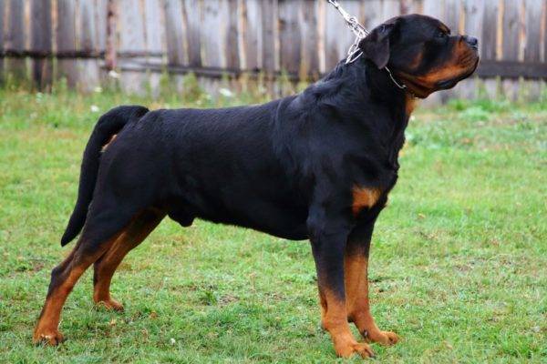 Rottweiler