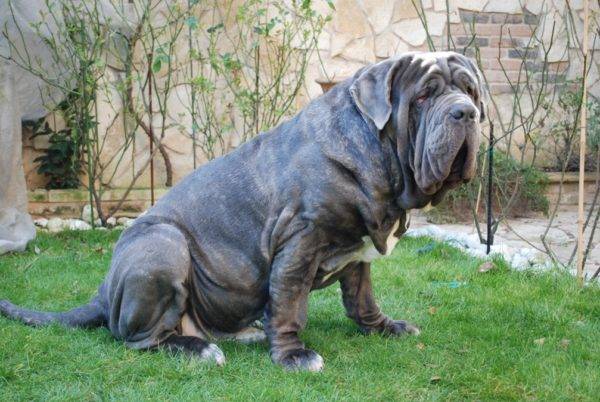 Mastino napoletano