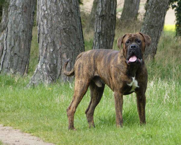 Boxer