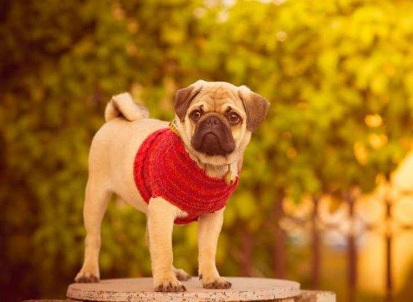 Pug