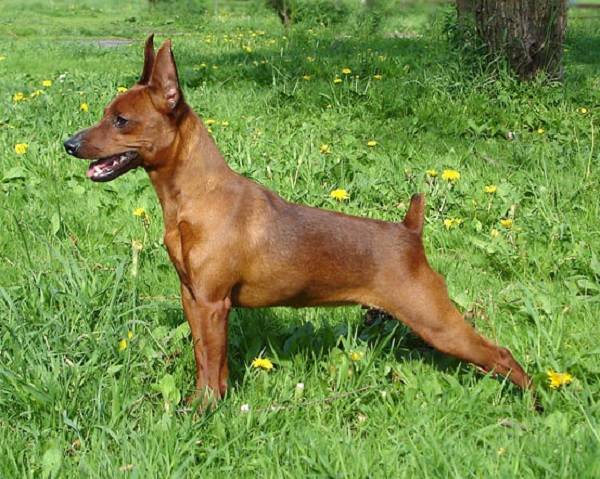 Pinscher nano
