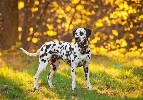 Dalmata