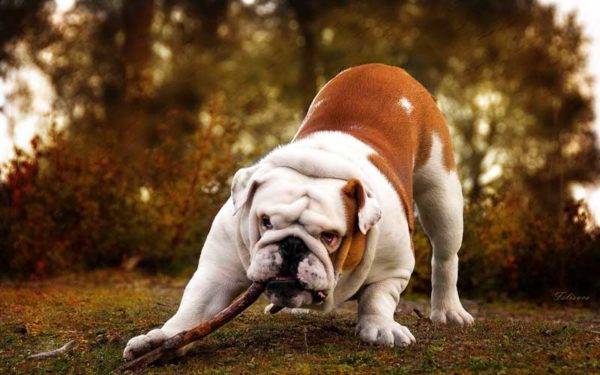 Bulldog