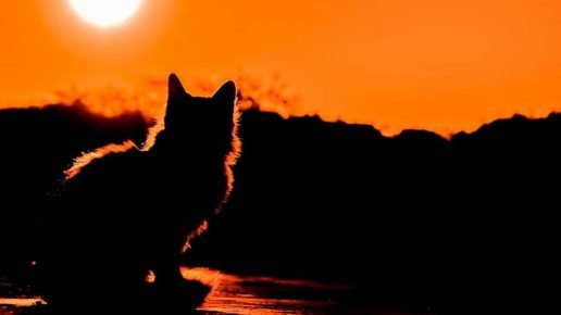 Silhouette di un gatto