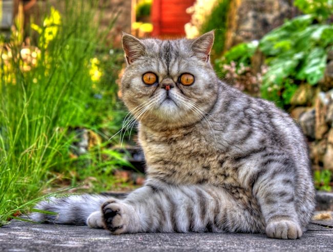 L'esportazione dei gatti è stata il risultato dell'incrocio di persiani, American Shorthair, Russian Blue e Burmese L'esportazione dei gatti è stata il risultato dell'incrocio di persiani, American Shorthair, Russian Blue e Burmese