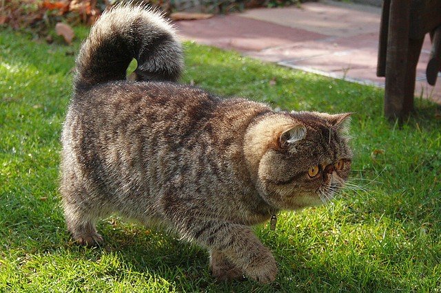 I proprietari dovrebbero monitorare regolarmente la pulizia del naso dell'animale. A causa della forma insolita del naso del gatto esoticamente, la peluria può avere problemi respiratori. I proprietari dovrebbero monitorare regolarmente la pulizia del naso dell'animale. A causa della forma insolita del naso del gatto esoticamente, la peluria può avere problemi respiratori.