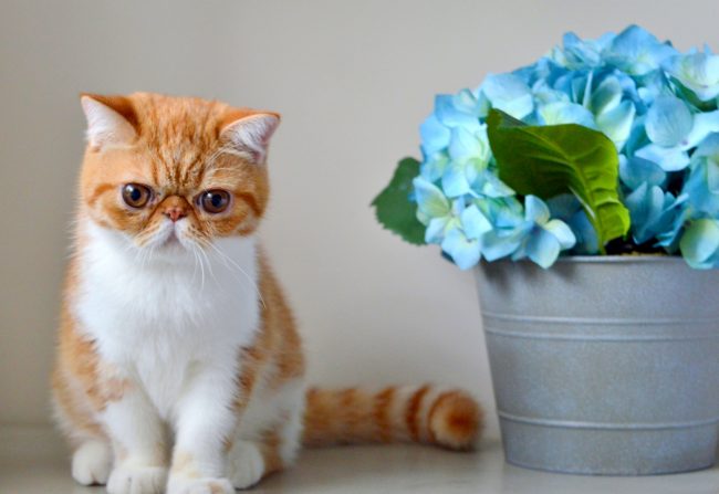 Il secondo nome del gatto esotico è snoop. Questi sigilli sono silenziosi, raramente danno voce Il secondo nome del gatto esotico è snoop. Questi sigilli sono silenziosi, raramente danno voce