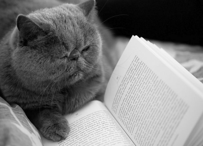 Sì, sì, un gatto esotico sa leggere. Puoi discutere con lui un libro letto di recente. È vero, manterrà la sua opinione per sé. Sì, sì, un gatto esotico sa leggere. Puoi discutere con lui un libro letto di recente. È vero, manterrà la sua opinione per sé.