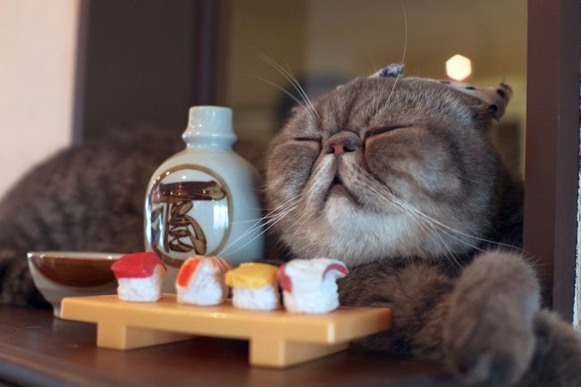 Cat Exot preferisce il cibo esotico. Sushi è. Cat Exot preferisce il cibo esotico. Sushi è.