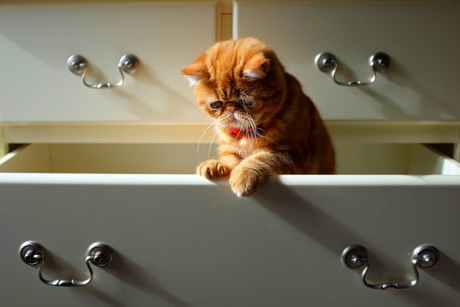 L'exot gatto può lavare e pulire la sua pelliccia da solo, quindi è necessario organizzare le procedure da bagno una volta ogni 1-2 mesi L'exot gatto può lavare e pulire la sua pelliccia da solo, quindi è necessario organizzare le procedure da bagno una volta ogni 1-2 mesi