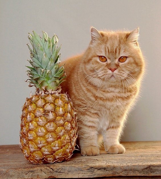 Il gatto Exot ama davvero squisiti Il gatto di Exot ama davvero gli squisiti