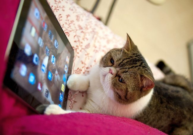 Cat Exot - animale intelligente in grado di gestire gadget moderni Cat Exot - un animale molto intelligente in grado di gestire gadget moderni