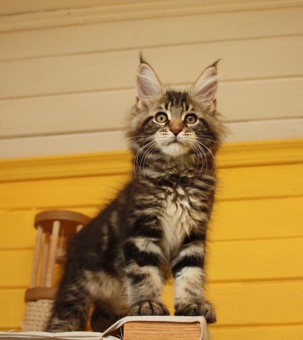 Gattino Maine Coon a 3 mesi