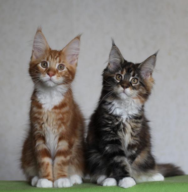 Gattino Maine Coon a 3 mesi