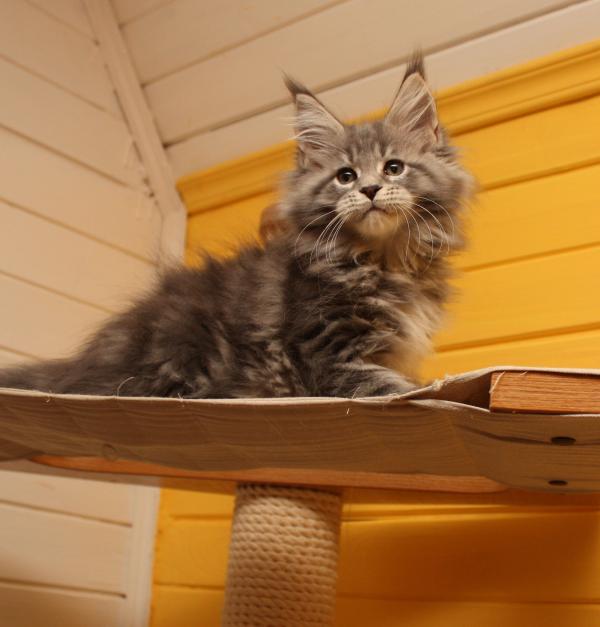 Gattino Maine Coon a 3 mesi