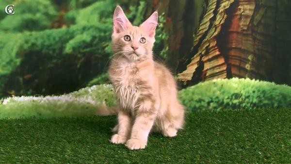 Gattino Maine Coon a 3 mesi