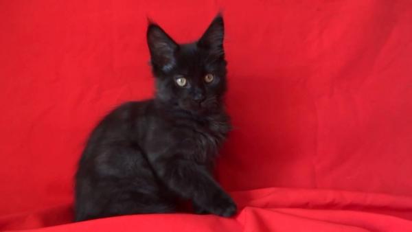 Gattino Maine Coon a 3 mesi
