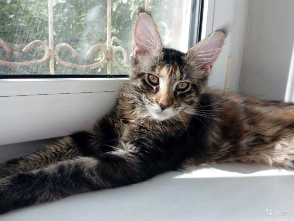 Gattino Maine Coon a 3 mesi