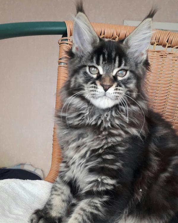 Gattino Maine Coon a 3 mesi