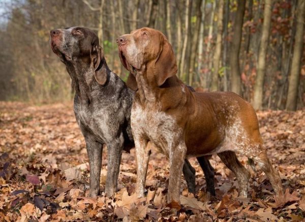 Caratteristiche dei cani da caccia
