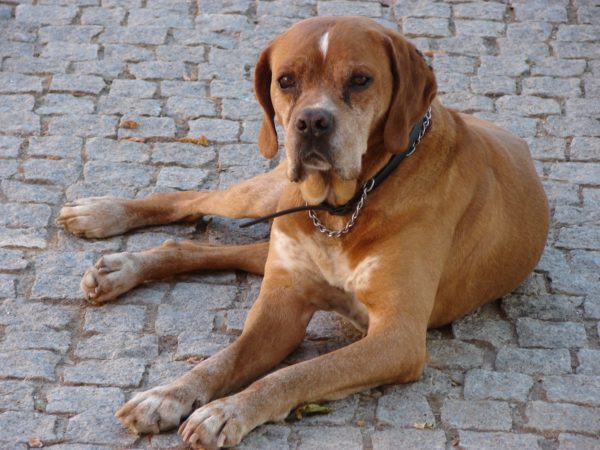 Matrimonio portoghese (puntatore)
