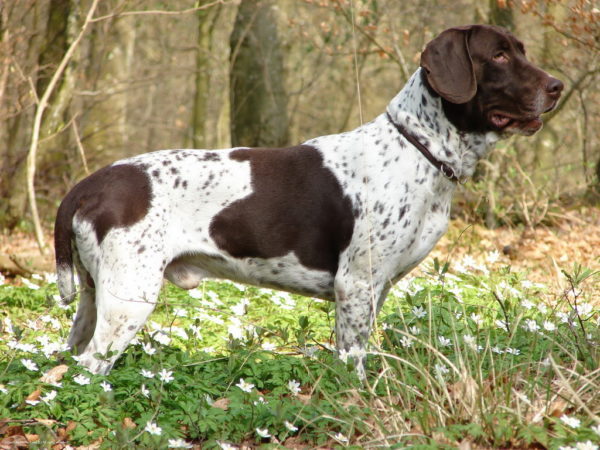 Starodatsky Pointer