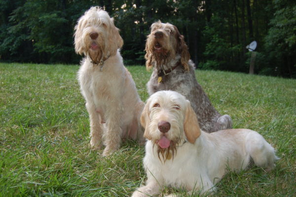 Italiano Griffin (italiano. Spinone)