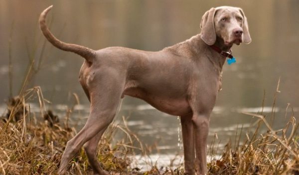 Weimaraner