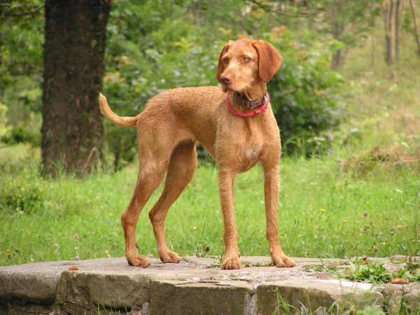 Wirehaired ungherese
