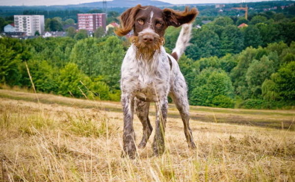 German Drathaar (Deutsch)