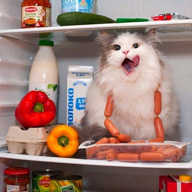 Cibo per gatti Leonardo