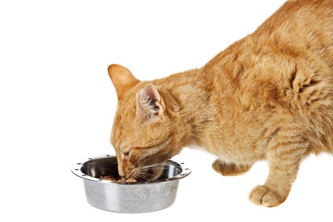 Cibo per gatti Leonardo