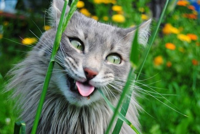 Cibo per gatti Leonardo