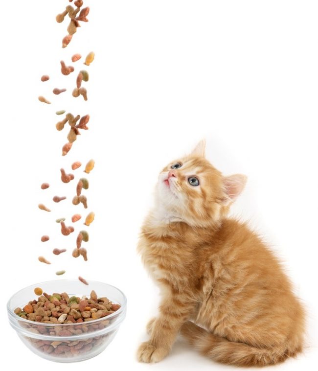 Cibo per gatti Leonardo
