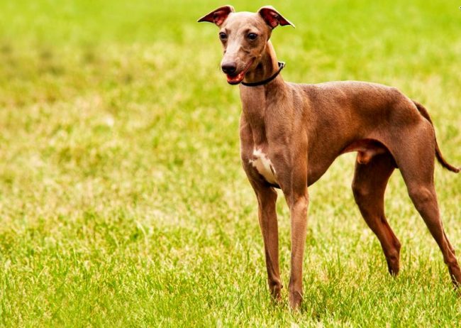 Il levriero italiano è un cane affettuoso e amorevole, che richiede tutta l'attenzione del proprietario. Questo è un cane decorativo che può facilmente adattarsi al tuo stile di vita, qualunque esso sia.