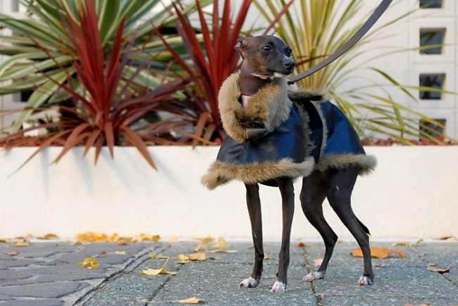 I levrieri italiani sono sensibili al freddo. Per le passeggiate invernali, è meglio che i cani acquistino vestiti caldi