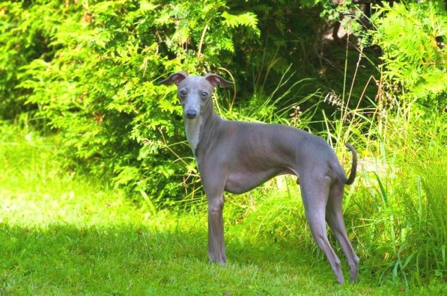 Se sei interessato all'addestramento dei cani, il levriero italiano non è la scelta migliore. Questi cani, a causa della loro natura testarda, sono difficili da addestrare, difficilmente possono ricordare comandi complessi.