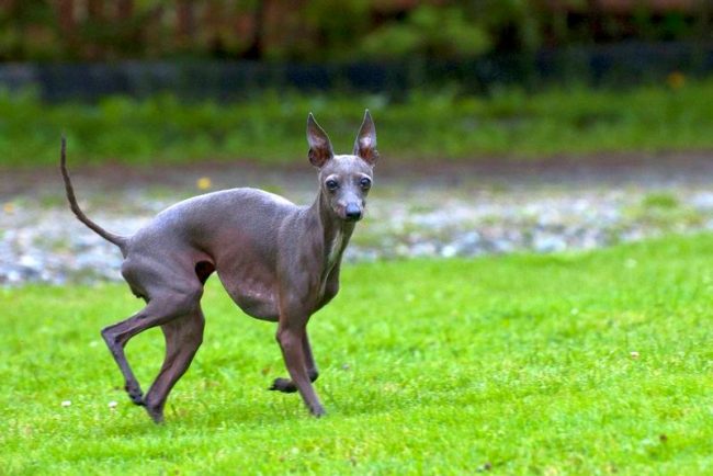I levrieri italiani sono molto impressionanti. Il cane è facile da spaventare e tremare. Devi proteggere la sua natura impressionabile dai rumori forti, altrimenti il   cane inizierà a correre per la casa inorridito, demolendo tutto sul suo cammino