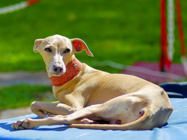 Molto spesso in questi giorni, il levriero italiano viene scelto come cane decorativo, un animale domestico
