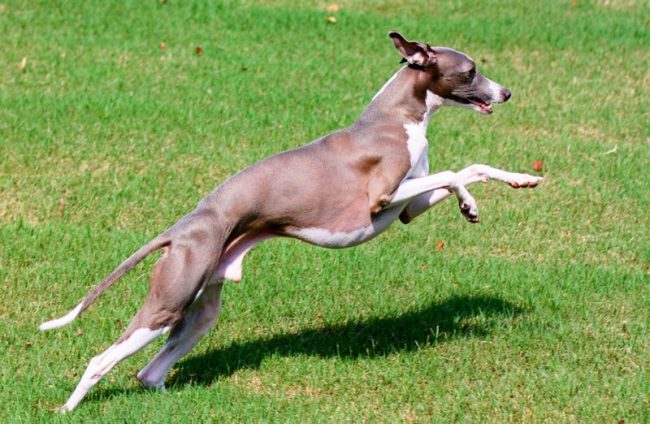 Per portare a spasso il cane, devi giocare con lui, offrendogli esercizi in movimento ed esercizi fisici.