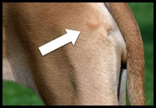 Lipoma o wen in cani e gatti - cause e il trattamento