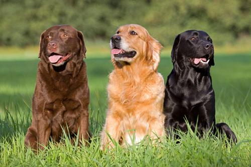 Le migliori razze di cani di famiglia. Che razza adatto alla famiglia?