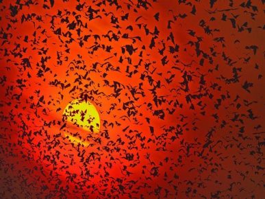 La notte dei pipistrelli