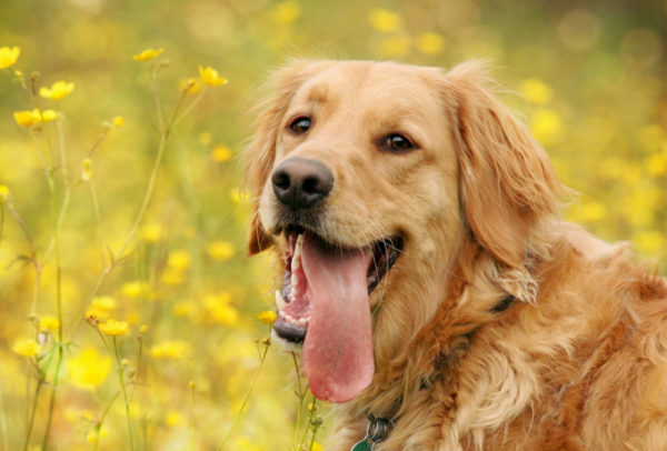 Cane a spasso