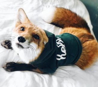 Fox come animale domestico