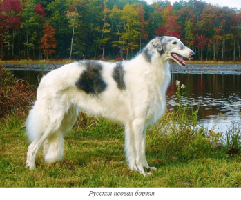 Levriero russo canino