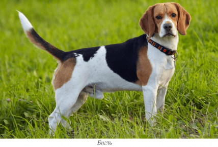 Beagle